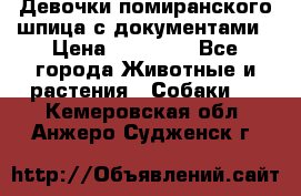 Девочки помиранского шпица с документами › Цена ­ 23 000 - Все города Животные и растения » Собаки   . Кемеровская обл.,Анжеро-Судженск г.